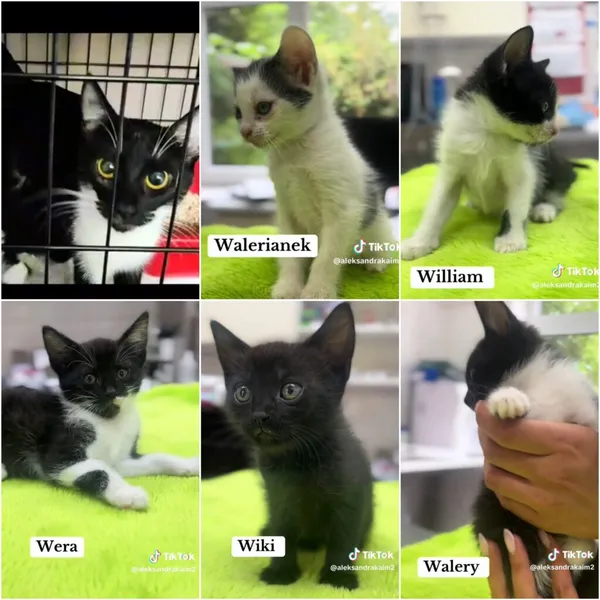 Kot do adopcji, Radom, 25 czerwca 2025