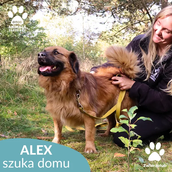 Pies do adopcji, Dąbrówka, 13 października 2025 (3/4)