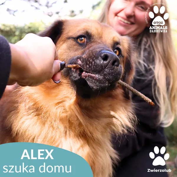 Pies do adopcji, Dąbrówka, 13 października 2025 (4/4)
