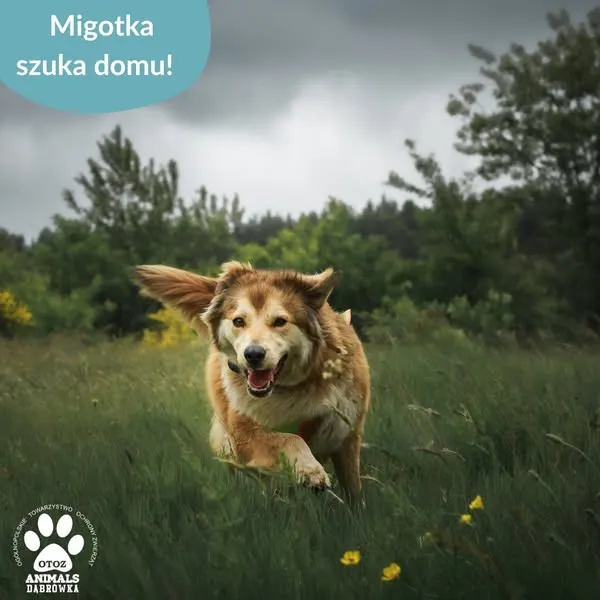 Pies do adopcji, Dąbrówka, 25 czerwca 2025 (2/5)