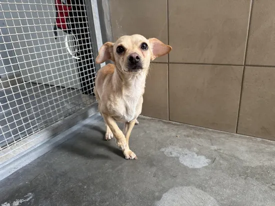 Pies do adopcji, Kraków, 12 czerwca 2025