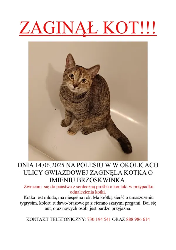 Zaginął kot, Łódź, 26 czerwca 2025