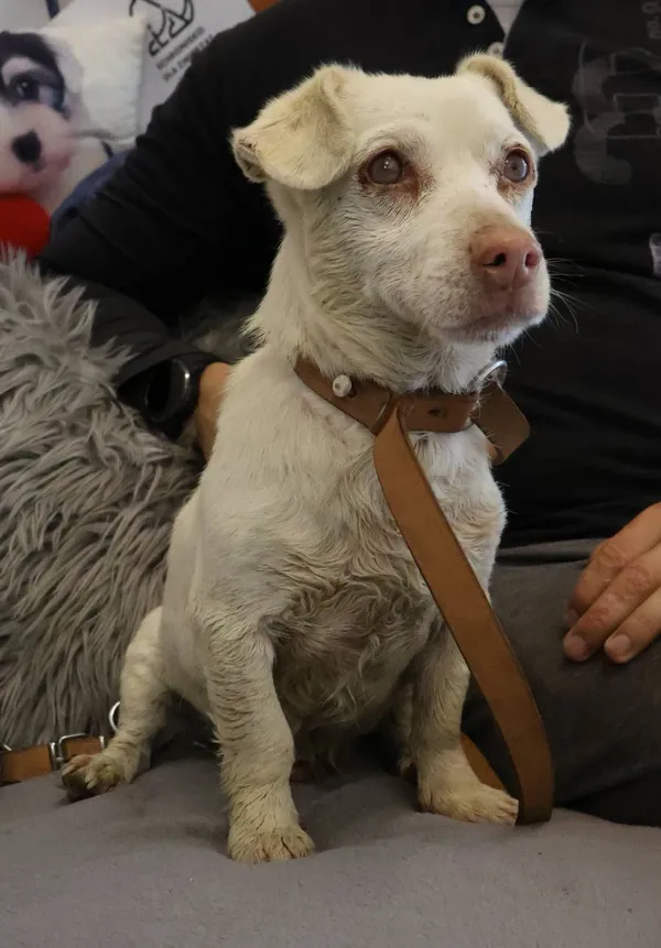 Znaleziono psa, Łódź, 27 czerwca 2025 (2/5)