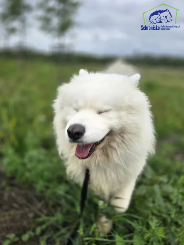Znaleziono psa, Szczecin, 27 czerwca 2025 (2/5)