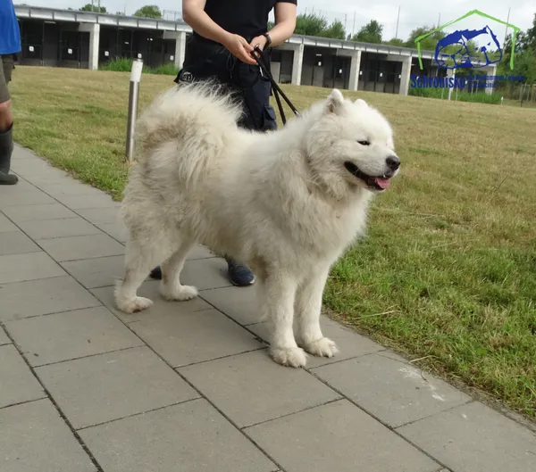 Znaleziono psa, Szczecin, 27 czerwca 2025 (4/5)