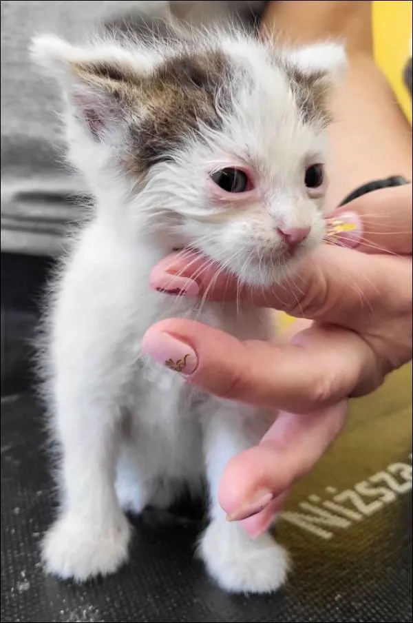 Znaleziono kota, Grudziądz, 27 czerwca 2025