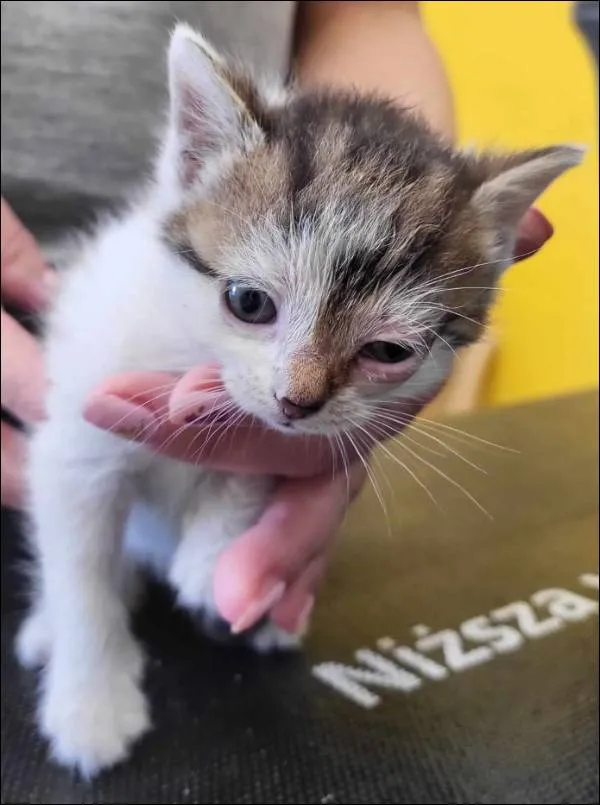 Znaleziono kota, Grudziądz, 27 czerwca 2025