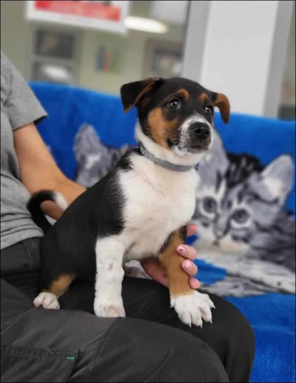 Znaleziono psa, Grudziądz, 27 czerwca 2025