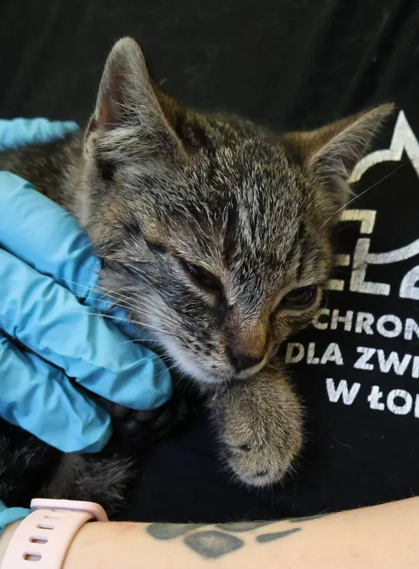 Znaleziono kota, Łódź, 27 czerwca 2025 (1/5)