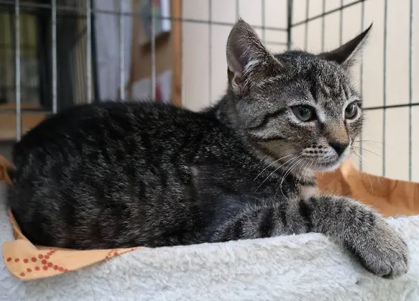 Znaleziono kota, Łódź, 27 czerwca 2025 (3/5)