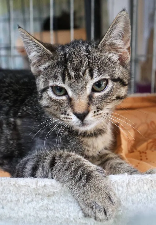 Znaleziono kota, Łódź, 27 czerwca 2025 (4/5)