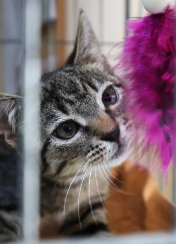 Znaleziono kota, Łódź, 27 czerwca 2025 (5/5)