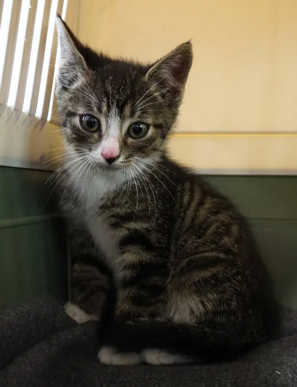 Znaleziono kota, Łódź, 26 czerwca 2025 (1/4)