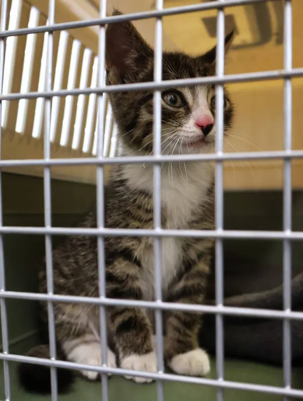 Znaleziono kota, Łódź, 26 czerwca 2025 (2/4)