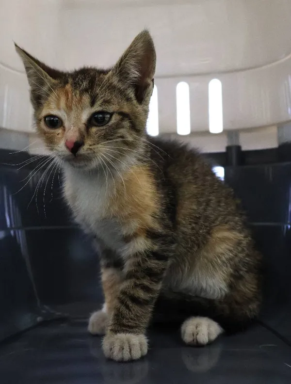 Znaleziono kota, Łódź, 26 czerwca 2025 (3/4)