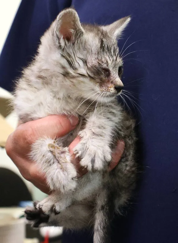 Znaleziono kota, Łódź, 25 czerwca 2025 (1/3)