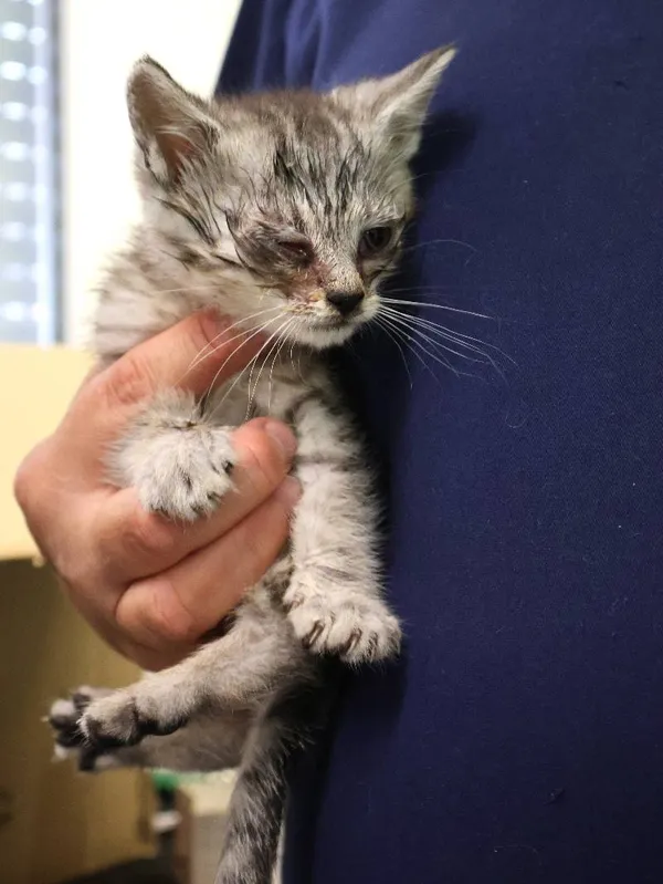 Znaleziono kota, Łódź, 25 czerwca 2025 (3/3)