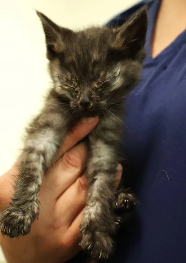 Znaleziono kota, Łódź, 25 czerwca 2025 (2/2)