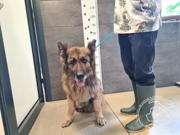 Znaleziono psa, Chełmek, 26 czerwca 2025