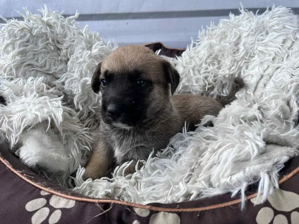 Pies do adopcji, Włocławek, 27 czerwca 2025 (1/2)