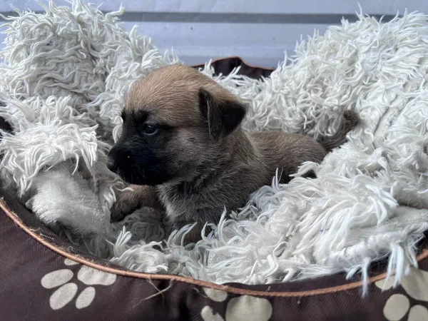 Pies do adopcji, Włocławek, 27 czerwca 2025 (2/2)