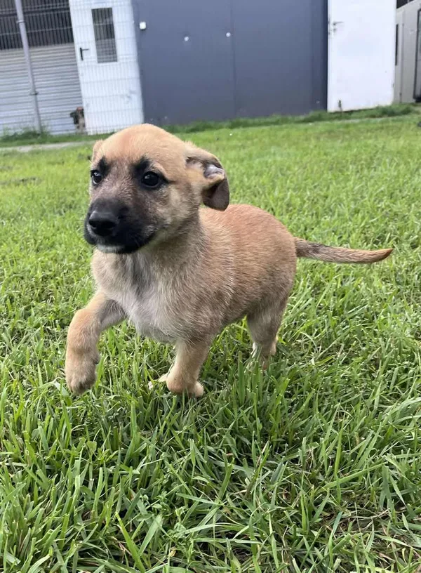 Pies do adopcji, Włocławek, 27 czerwca 2025 (4/5)