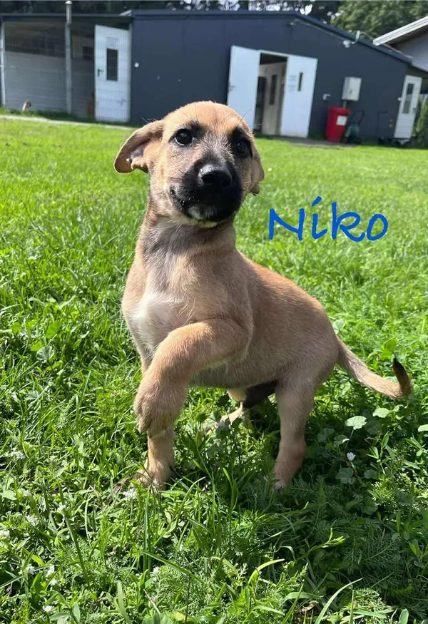 Pies do adopcji, Włocławek, 27 czerwca 2025 (1/5)