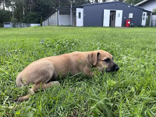 Pies do adopcji, Włocławek, 27 czerwca 2025 (2/5)