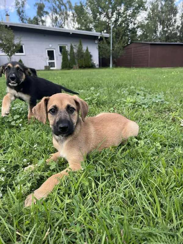 Pies do adopcji, Włocławek, 27 czerwca 2025 (3/5)