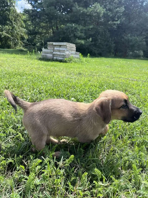 Pies do adopcji, Włocławek, 27 czerwca 2025 (4/5)