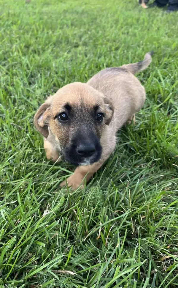 Pies do adopcji, Włocławek, 27 czerwca 2025 (5/5)