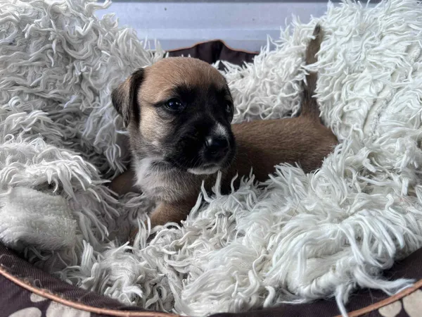 Pies do adopcji, Włocławek, 27 czerwca 2025 (2/4)