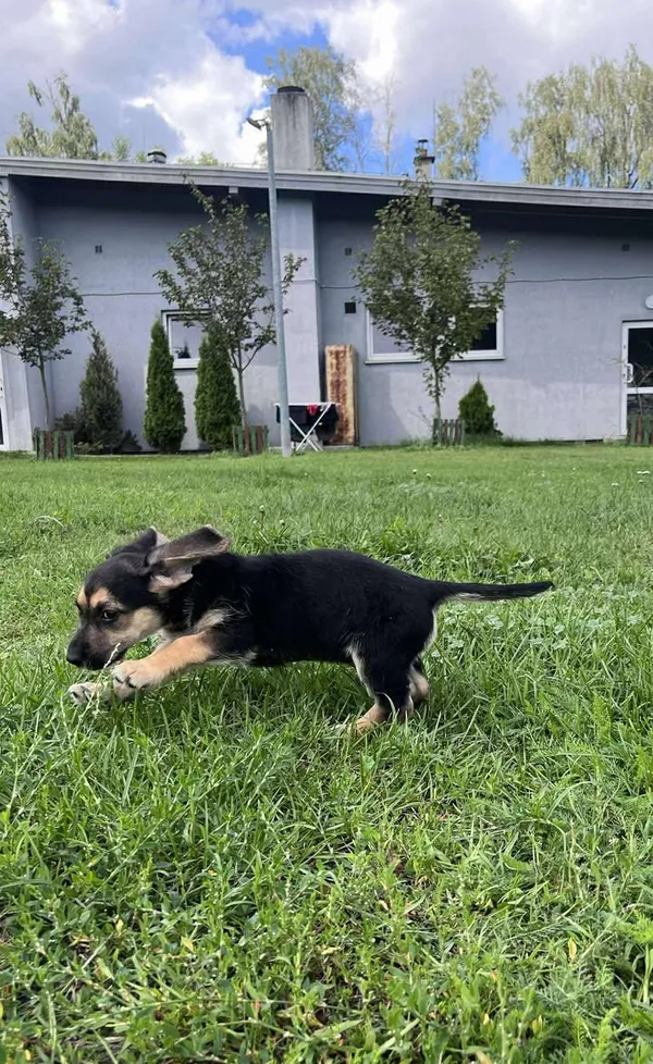 Pies do adopcji, Włocławek, 27 czerwca 2025 (2/5)