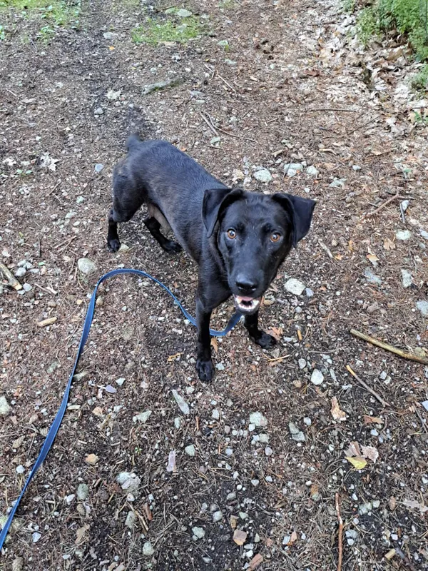 Pies do adopcji, Włocławek, 27 czerwca 2025 (4/4)