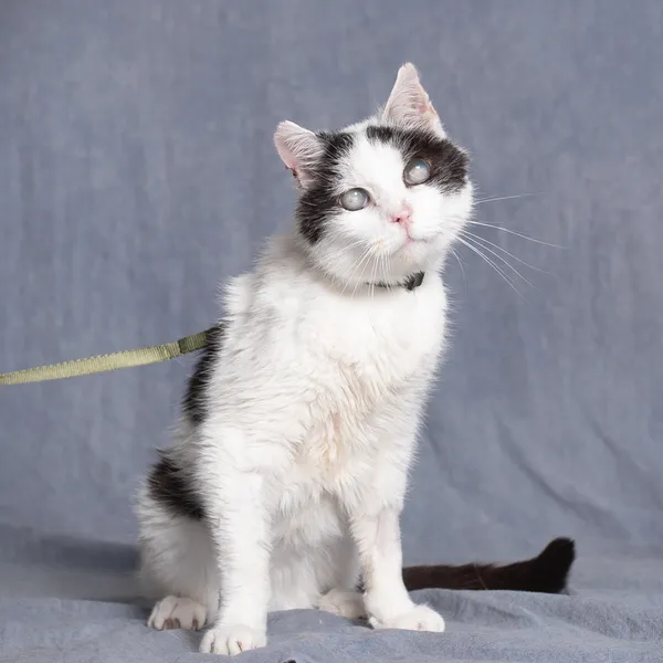 Kot do adopcji, Gdańsk, 5 maja 2025