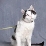Kot do adopcji