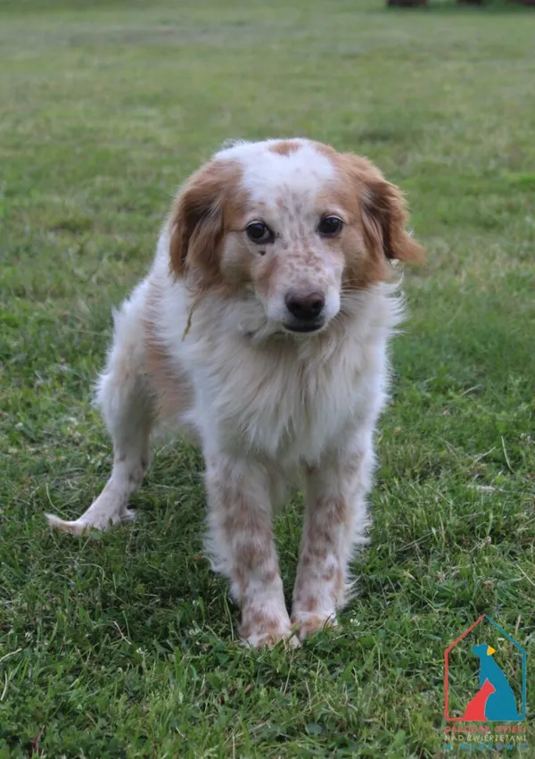 Pies do adopcji, Grudziądz, 24 czerwca 2025