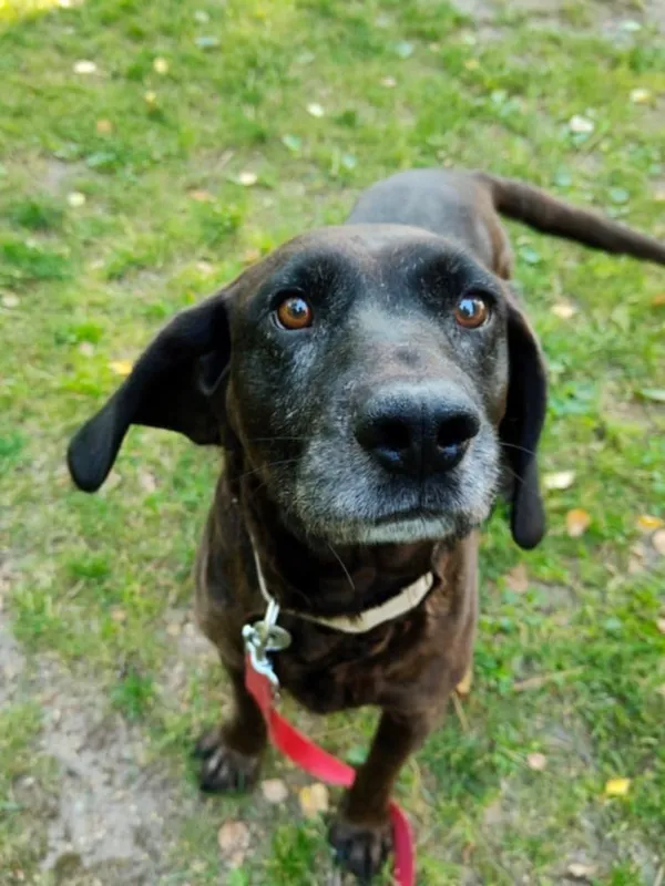 Pies do adopcji, Włocławek, 27 czerwca 2025 (1/4)