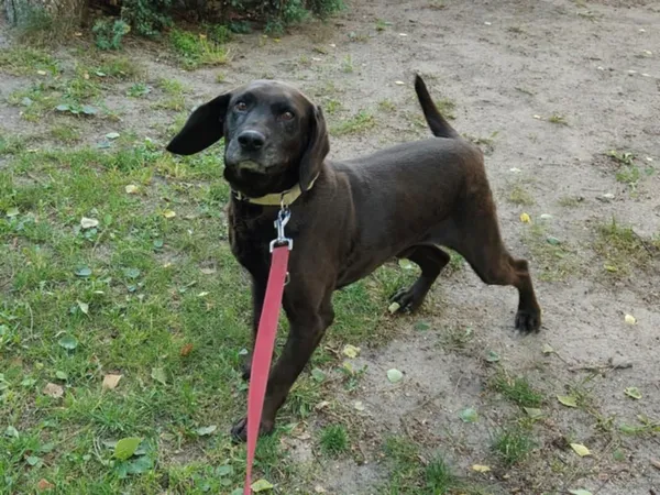 Pies do adopcji, Włocławek, 27 czerwca 2025 (2/4)