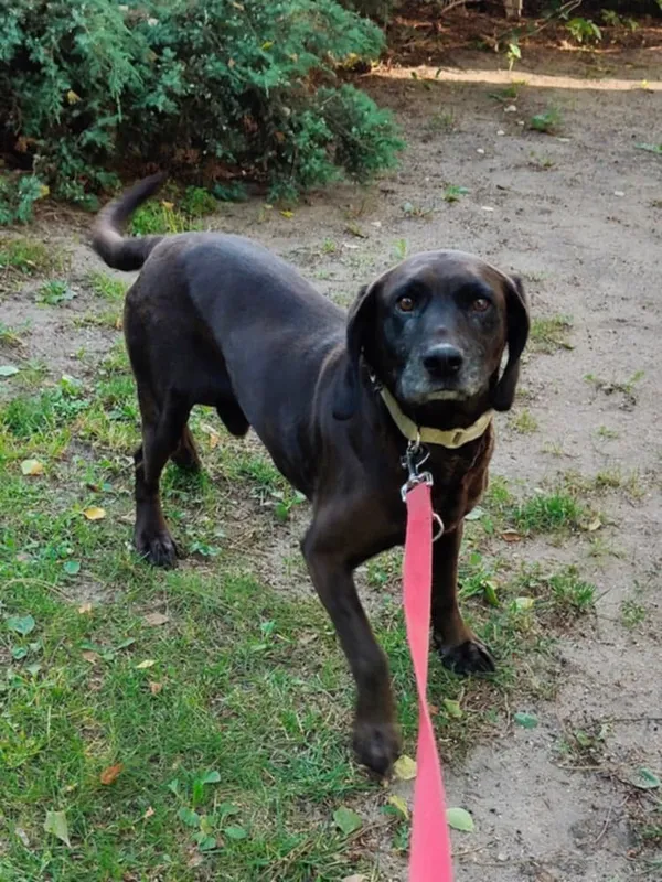 Pies do adopcji, Włocławek, 27 czerwca 2025 (3/4)