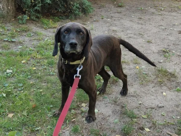 Pies do adopcji, Włocławek, 27 czerwca 2025 (4/4)