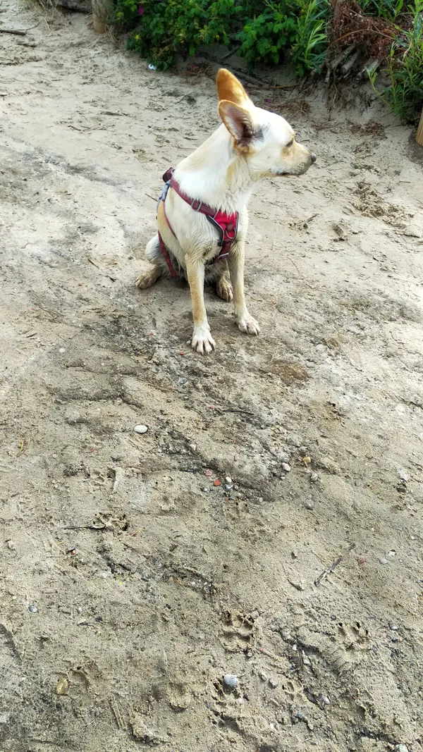 Znaleziono psa, Białogóra, 27 czerwca 2025 (1/2)