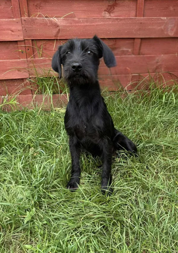 Znaleziono psa, Czartki, 27 czerwca 2025