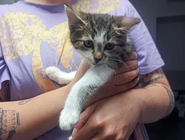 Znaleziono kota, Toruń, 26 czerwca 2025