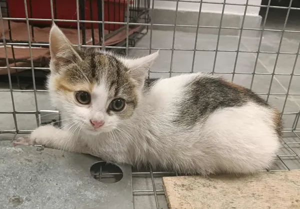 Znaleziono kota, Toruń, 25 czerwca 2025