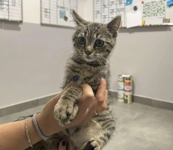 Znaleziono kota, Toruń, 24 czerwca 2025