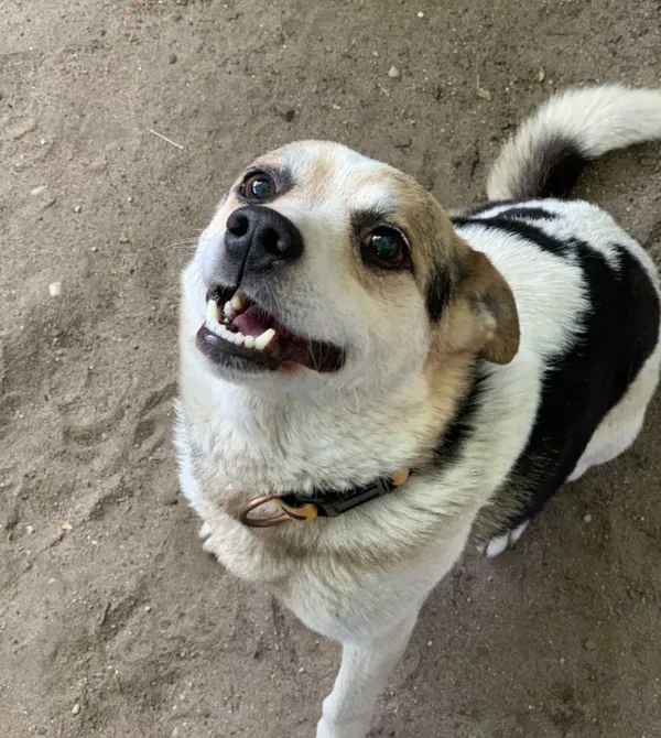 Pies do adopcji, Konin, 3 maja 2025 (1/2)