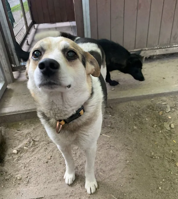 Pies do adopcji, Konin, 3 maja 2025 (2/2)