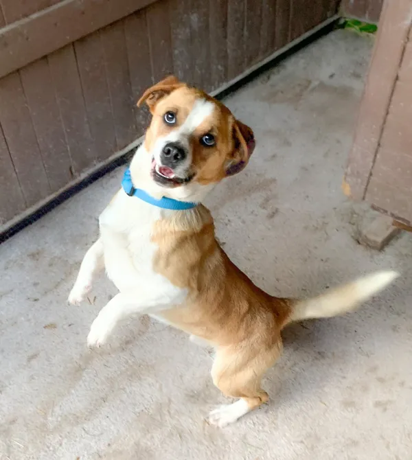 Pies do adopcji, Konin, 16 maja 2025 (1/3)