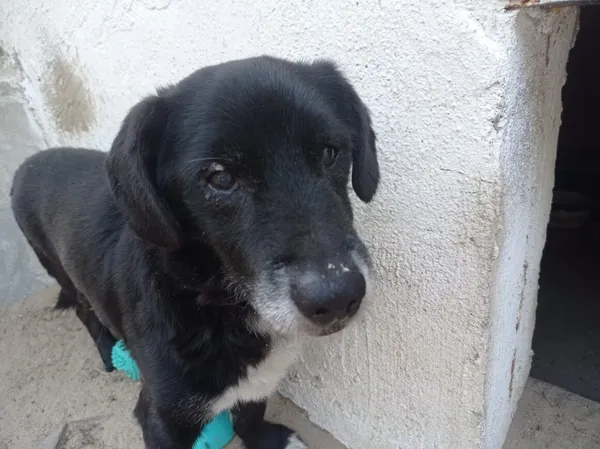 Pies do adopcji, Milanówek, 27 czerwca 2025 (2/3)